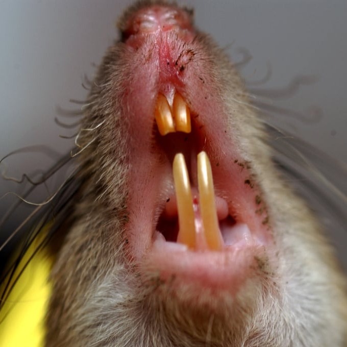 Дератизация крыс в Балашихе?